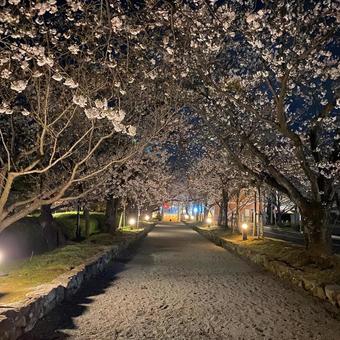 Row of cherry blossom trees, JPG