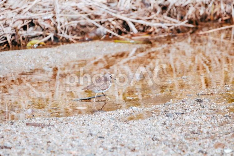 イソシギがてくてく歩いています イソシギ,野鳥,可愛いの写真素材