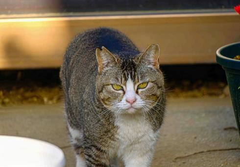 こちらを見るネコ こちらを見るネコ ネコ,猫,野良猫の写真素材