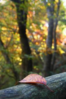 落葉の向こうの写真