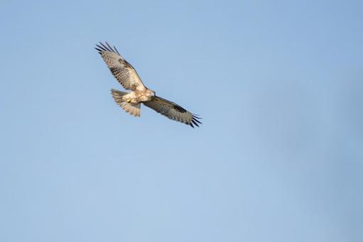 ノスリ⑿ ノスリ⑿ 鳥,ノスリ,飛翔の写真素材