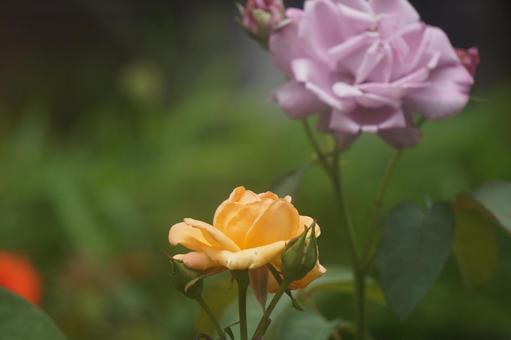 薔薇 薔薇の写真