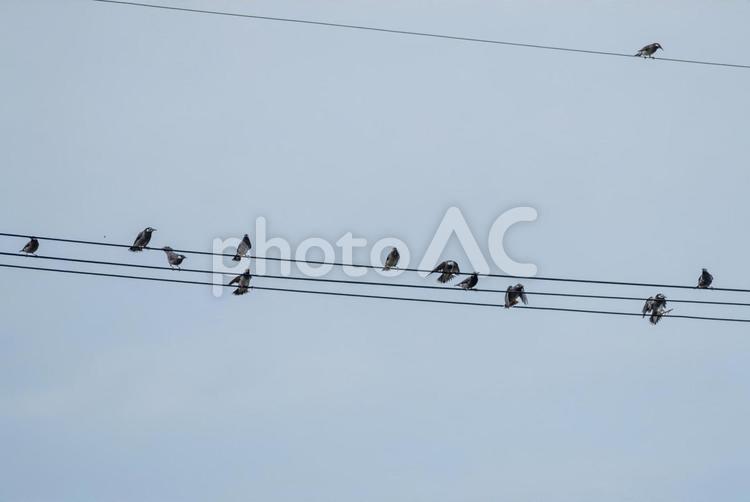 電線にとまるムクドリの群れ 動物,夕方,小鳥の写真素材