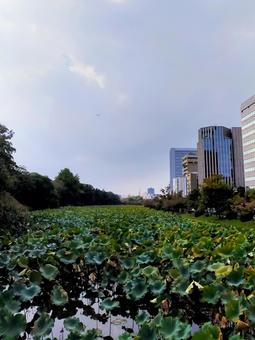 公園 福岡,公園,秋の写真素材