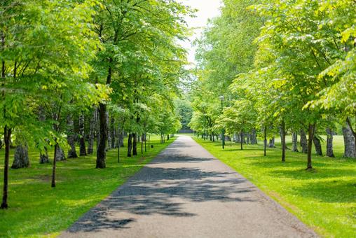 緑の中の道 緑の中の道,緑,初夏の写真素材