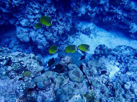チョウチョウウオの群れ チョウチョウウオ,魚の群れ,黄色の写真素材