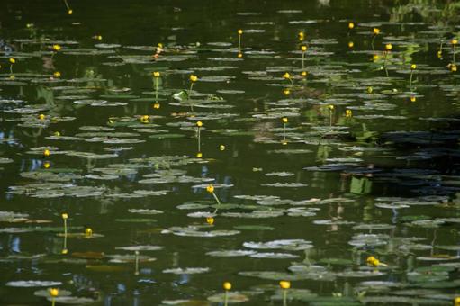 コウホネ咲く静かな大沼公園 コウホネ咲く静かな大沼公園 大沼,コウホネ,沼の写真素材