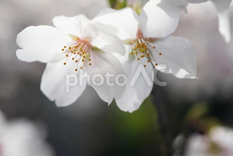 さくら　桜 桜,さくら,サクラの写真素材