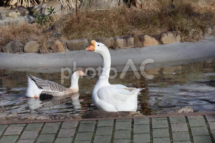 2羽のガチョウがいる池 2羽,ガチョウ,池の写真素材