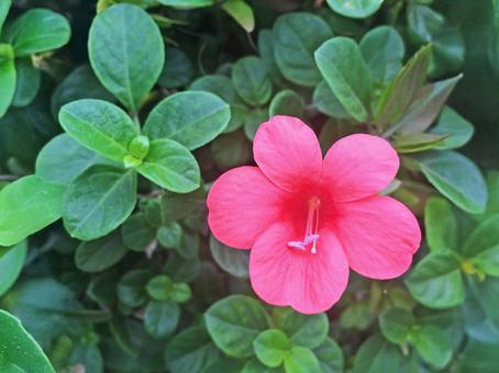 ハイビスカス 夏 植物 ピンク ハワイの写真