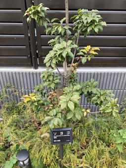 ソヨゴ ソヨゴ 植物,ソヨゴ,観葉植物の写真素材