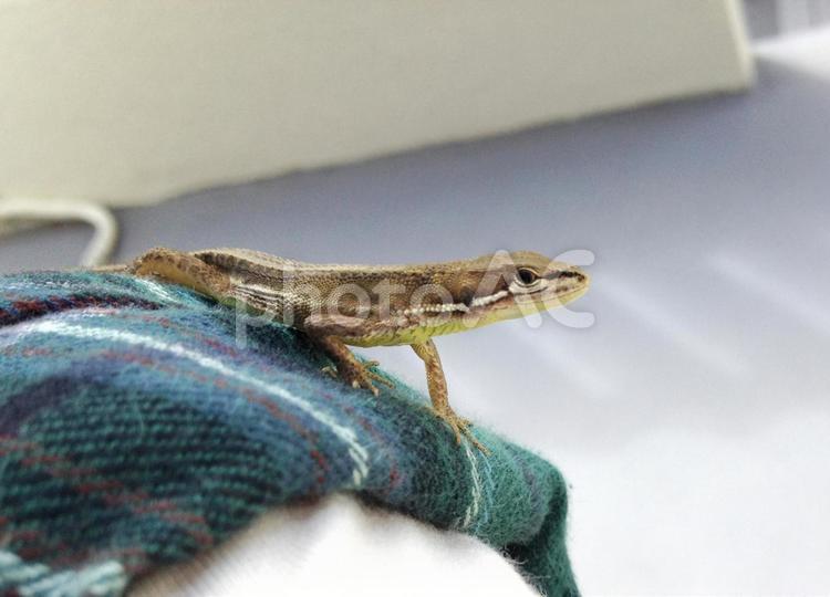 ニホンカナヘビ　爬虫類　トカゲ　小動物 ニホンカナヘビ,爬虫類,トカゲの写真素材
