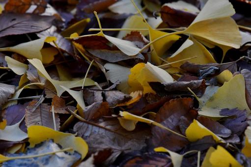 落ち葉 落ち葉,枯れ葉,自然の写真素材