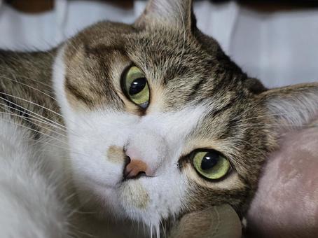 見つめる猫の写真