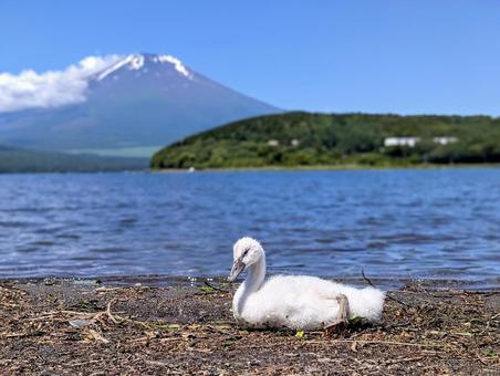 赤ちゃん白鳥と山中湖 赤ちゃん白鳥と山中湖 動物,白鳥,富士山の写真素材