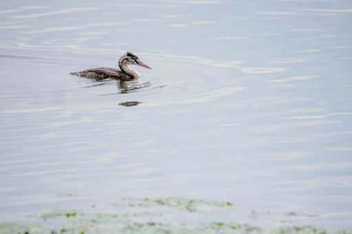 カンムリカイツブリの若鳥(26) カンムリカイツブリの若鳥(26)の写真