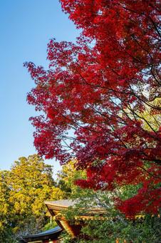 塩釜神社の秋景色⑷の写真