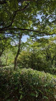Photo, summer, wood, the trees, 