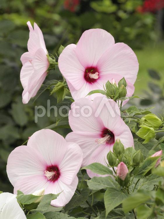 フヨウ 芙蓉,葵,花の写真素材