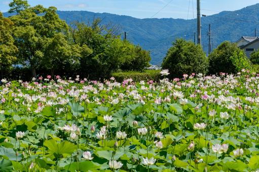 山を背景に咲き誇る蓮畑 山を背景に咲き誇る蓮畑の写真