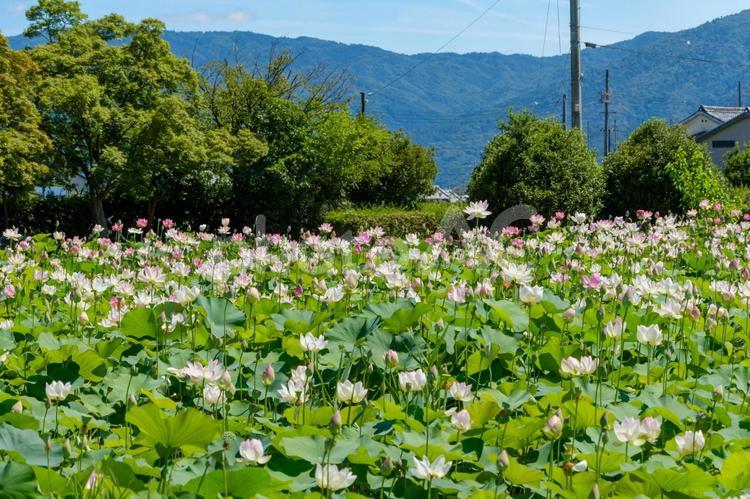 山を背景に咲き誇る蓮畑 蓮,花,群生の写真素材