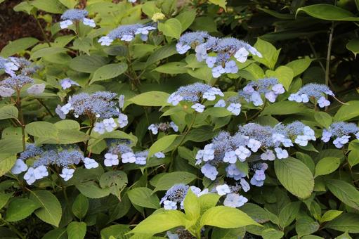 Hydrangea 99, JPG