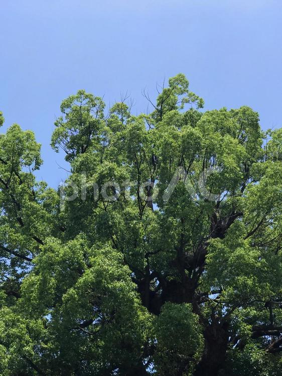 空と大きな木 背景,空,木の写真素材