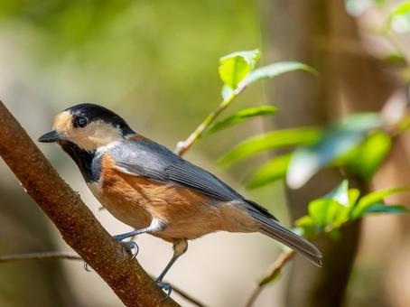 枝にとまるヤマガラ 枝にとまるヤマガラ ヤマガラ,野鳥,鳥の写真素材