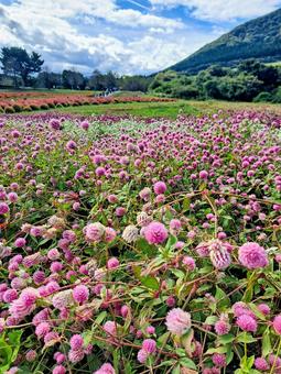 やくらいガーデン⑬の写真