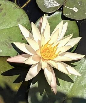 Water Lily, JPG
