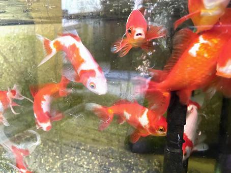 金魚 金魚の写真