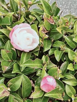 花11126 花,植物,自然の写真素材