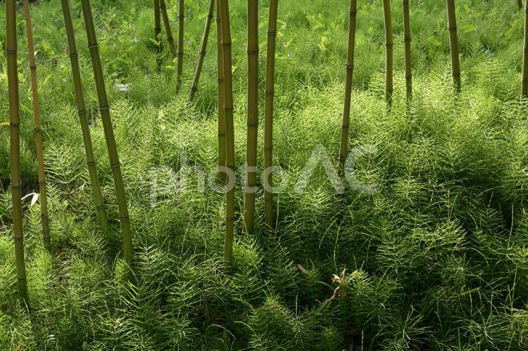 竹林の根本 竹,竹林,植物の写真素材
