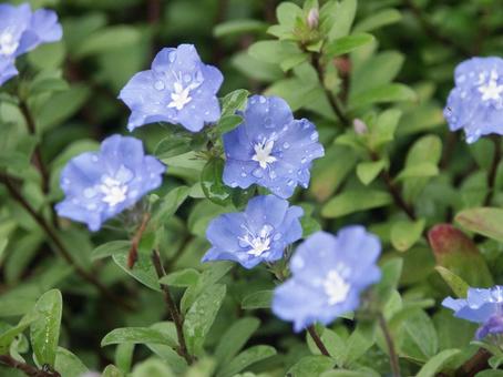 エボルブルス・アメリカンブルー 草花,マクロ,小花の写真素材