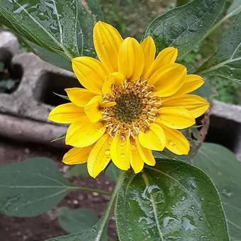 初夏の咲きたてさんふらわー向日葵の写真