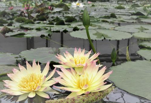 黄色い蓮の花の写真