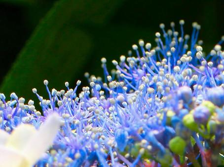 日本の花 日本の花の写真