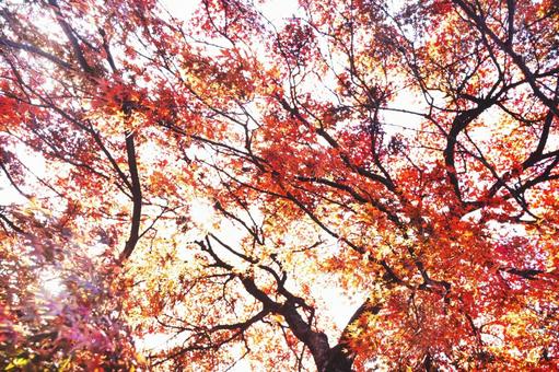 紅葉4 秋,紅葉,枯葉の写真素材