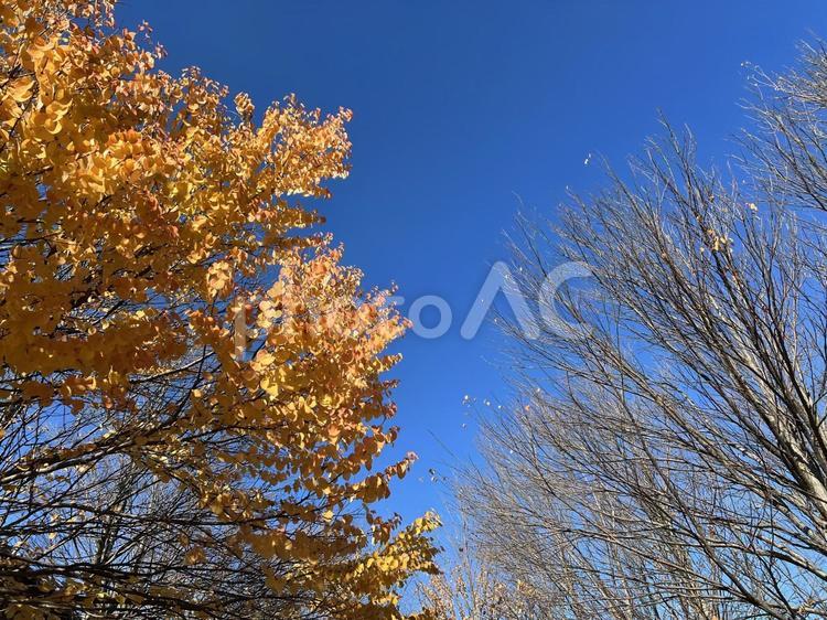 秋の風景 黄色く紅葉した木々と裸木 紅葉,黄色,青空の写真素材