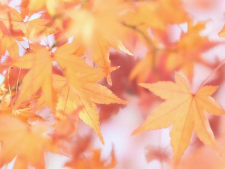 オレンジ色に染まったソフトなもみじの葉 オレンジ色に染まったソフトなもみじの葉の写真