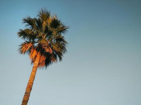 湘南ドライブ　片瀬江ノ島の椰子の木 椰子の木,ヤシ,江の島の写真素材