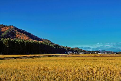 紅葉の山を背景にした、里山と集落 里山,紅葉,快晴の写真素材