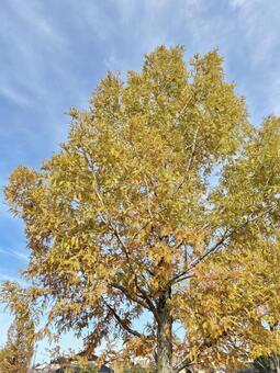 黄色く紅葉 秋,空,自然の写真素材