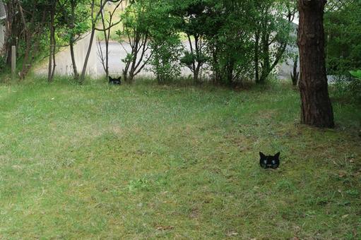 見張り猫 見張り猫の写真