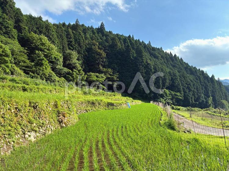 猪篠の棚田 棚田,神河町,猪篠の写真素材
