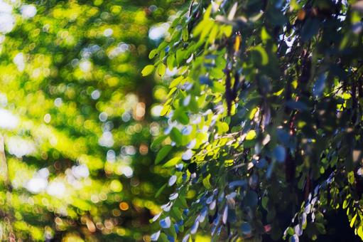 鮮やかな緑の木漏れ日とボケ 木漏れ日,日差し,光の写真素材