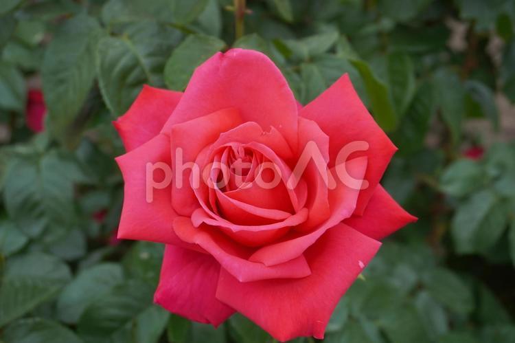 バラ（マリアカラス）04 バラ,薔薇,マリアカラスの写真素材