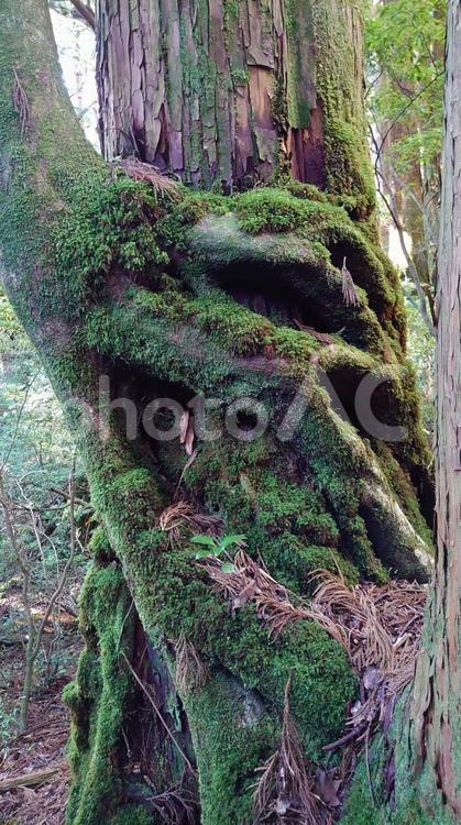 木の幹に巻き付く木の根っこ 屋久島,木,幹の写真素材