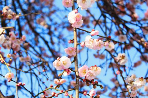 梅の花 梅の花の写真