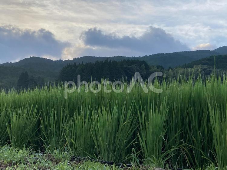 見ない間に成長してるね！ 稲,稲穂,成長の写真素材